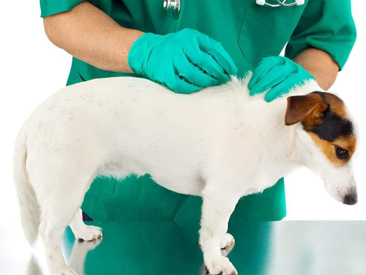 Soins antiparasitaires Combs-la-Ville